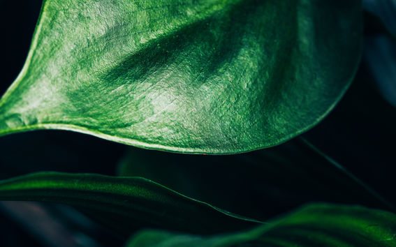 A green leaf. Photographer: Aleksi Poutanen.