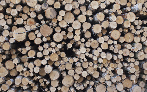 CHEM_Bio_Wood material technology_trees
