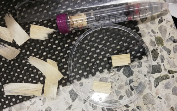 Colour photo of wood chips and samples on textured surfaces, in a petri dish and a closed test tube