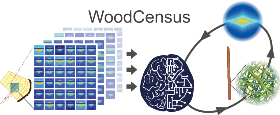 Graphical abstract of WoodCensus
