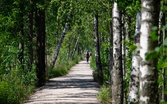 People jogging on a path between birch trees