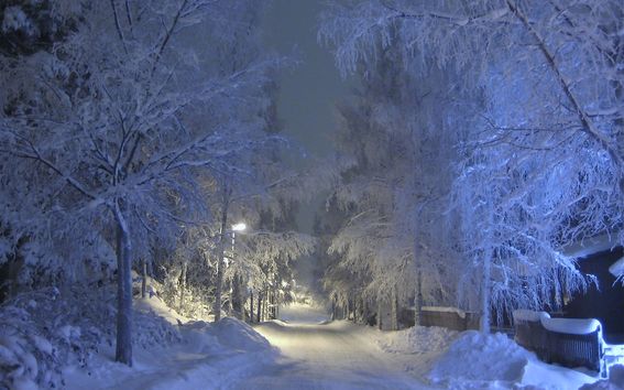 Nighttime picture of a snowy road lined with trees.