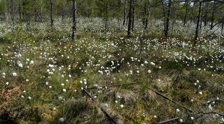 Landscape from the Finnish peatlands.