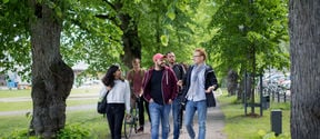 A group of people walking along the linden alley in summer