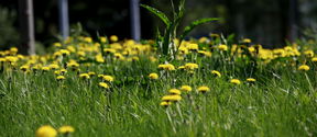 keltaisia kukkia niityllä