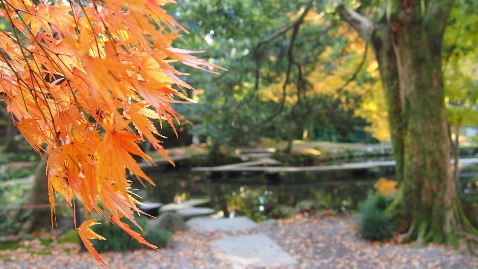 Close-up of orange autumn leaves with a blurred background of a park, a large tree, and a pond with stepping stones.